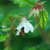 Korean Raspberry